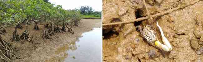 �}���O���[�u�T��